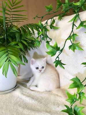 Клубный шотландский котёнок в Ставрополе фото 4