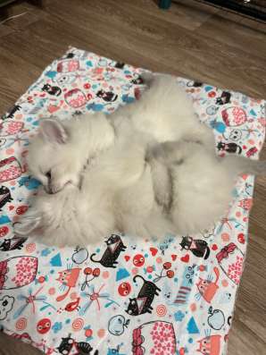 Котята Невские маскарадные в Москве фото 5