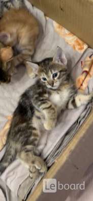 Милые котята, в добрые руки в Яблоновском фото 6