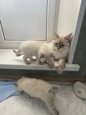 Котята Невские маскарадные в Москве фото 7