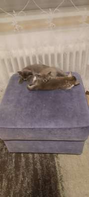 Шотландские котята фото 4