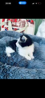 Отдам в хорошие руки Котенка. Девочка
