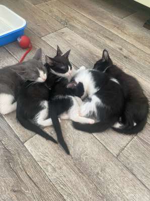 Котята в хорошие руки в Балахне
