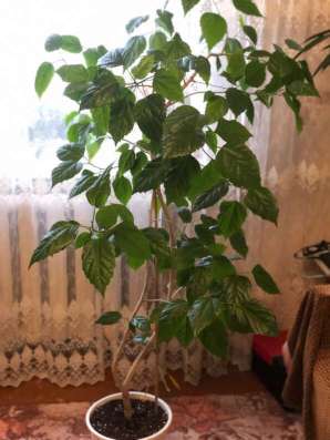 Цветы для дома и офиса в Ставрополе фото 15