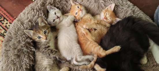 Котята в добрые руки в Лобне