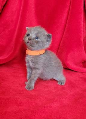 Британские коротаошерстные котята фото 11