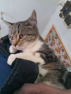 Котенок - девочка в белых носочках в добрые руки в Армавире фото 3