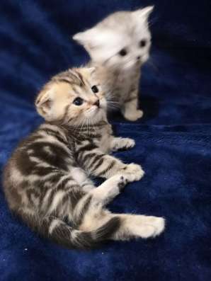 Шотландские котята в Калининграде фото 3