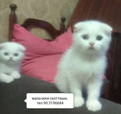 Мальчики скоттиши фолды, белые медведата
