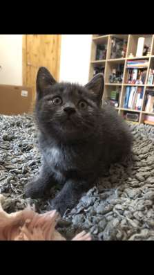 Шотландские котята в Королёве фото 5