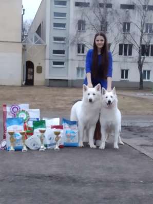 Белая швейцарская овчарка