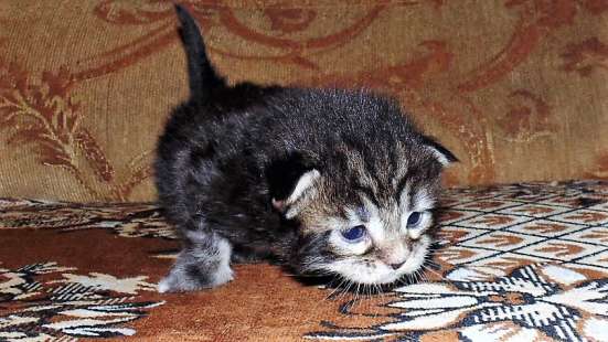 Котёнок мейн кун
