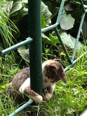 Котенок добрым людям в Подольске фото 9