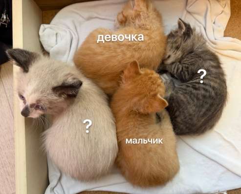 Брошенные котята улан-удэ