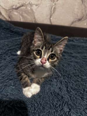 Котёнок (мальчик) в Чите фото 3