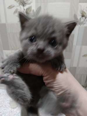 Продам шотландского котёнка в Ефремове фото 6
