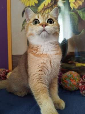 Золотые котята 5,5 месяцев фото 6
