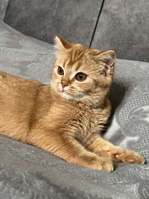 Продаем британского котенка фото 4
