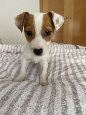 Домашние животные Jack Rassel фото 6
