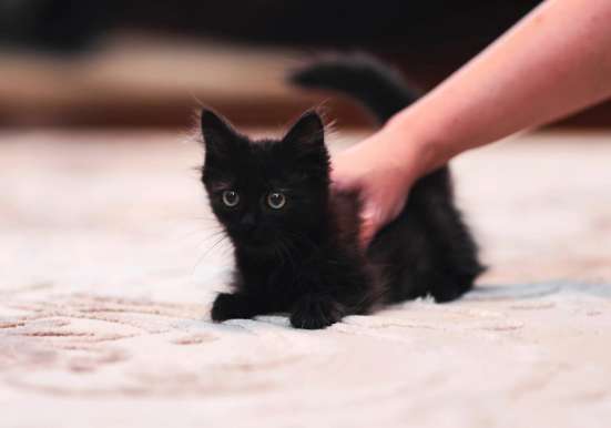 Котята на любой вкус