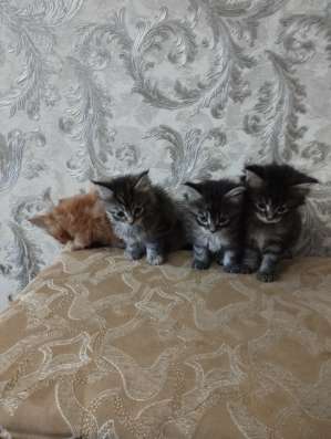 Котята мейн-куна