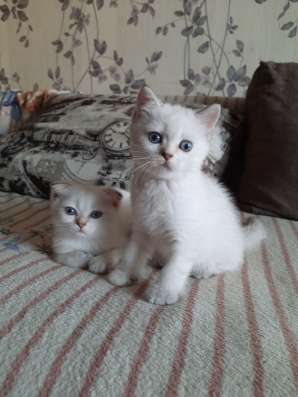 Шотландские котята в Краснодаре фото 10