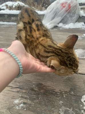 Отдам кота в хорошие в Киселевске фото 5