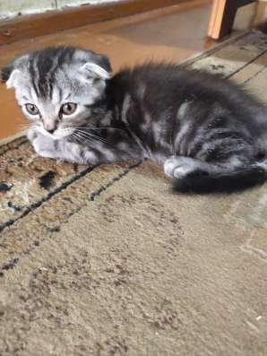 Шотландские котята фото 12