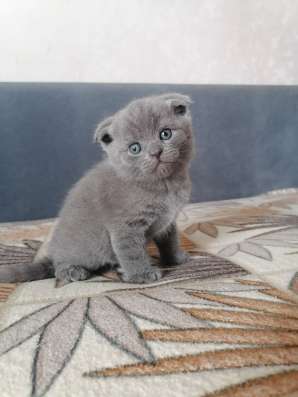 Британские котята в Коломне фото 3