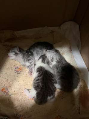 Котята в добрые руки в Кашире
