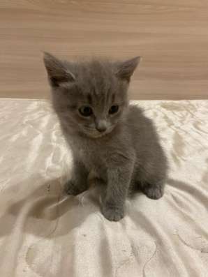 отдам котенка в добрые руки