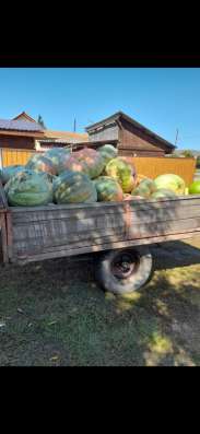 Продам тыкву