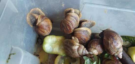 Улитки Ахатины (радужные)