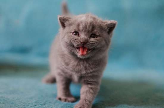 Котята ищут новых хозяев фото 5