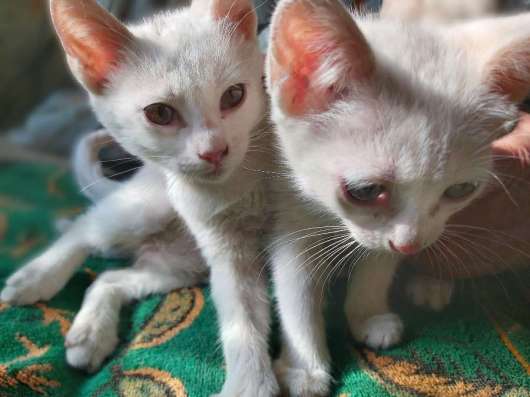 Котята в хорошие руки в Ростове-на-Дону фото 7