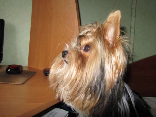 Бивер йорк вязка фото 3