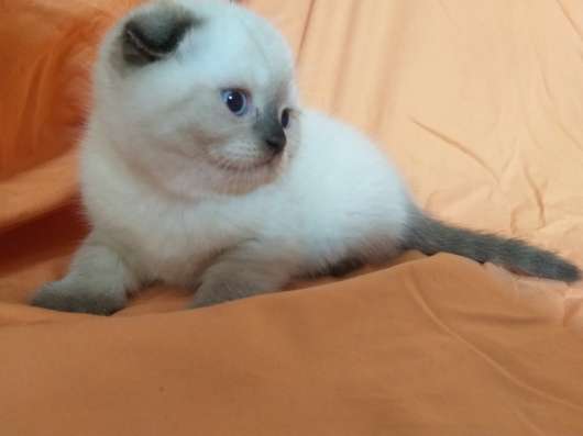 Шотландские котята