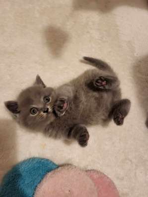 Котята скотиш фолд/ страйт