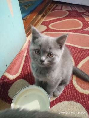 Шотландские котики