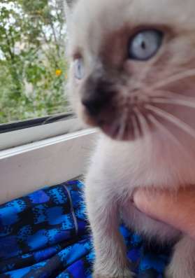Сиамские котята МАЛЬЧИК