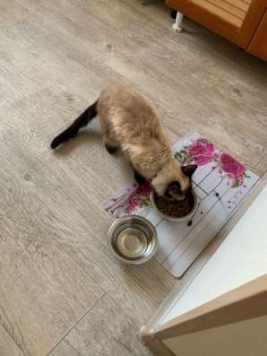 Кошечку в добрые руки в Екатеринбурге