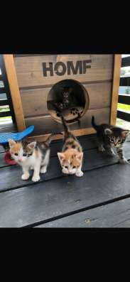 Котята бесплатно в Павловском Посаде фото 3