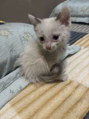 Отдаю котенка в добрые руки, мальчик