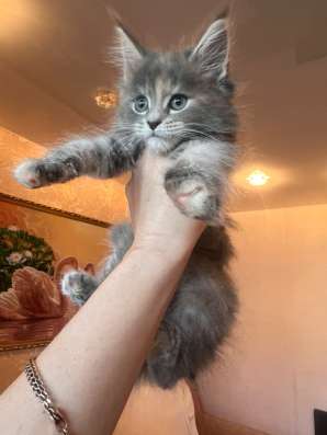 Котята мейн-Кун в Нижнем Новгороде фото 9