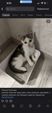 Отдам котенка в добрые руки!