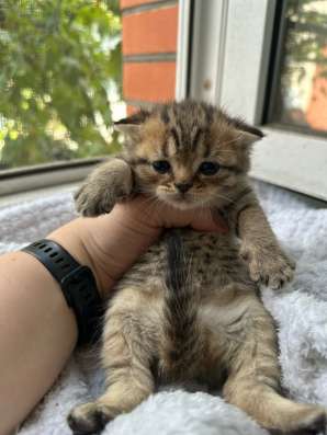 Шотландские котята в Брянске фото 7