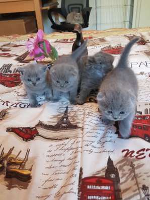 Шотландские элитные котята фото 10