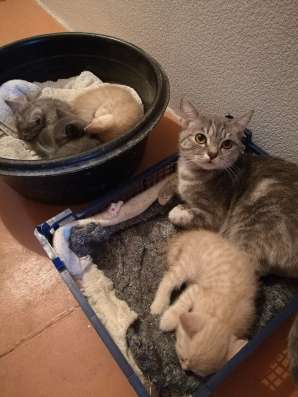 Британские котята в Кемерове фото 3