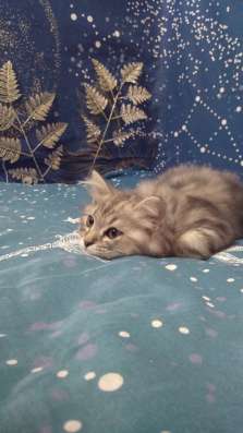 Шотландские котята в Темрюке фото 6
