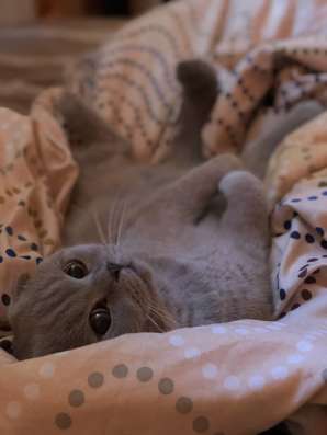 Нужна вязка с кошечкой